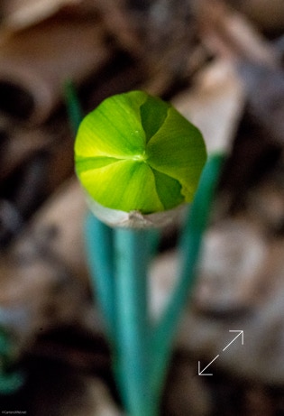 Daffodil, Friday Flower 07, bud
