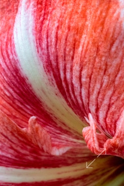 amaryllis