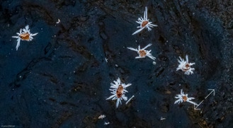 Frost Flowers, North Carolina, freeze, 