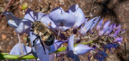 Wisteria with bee